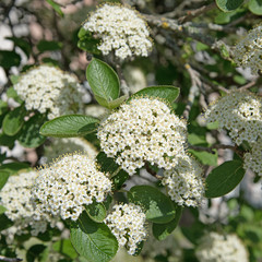 Wolliger Schneeball, Viburnum lantana, Blüten