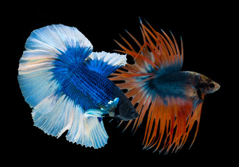 Beautiful betta splendens Halfmoon blue fish flakes skin with white tail of Siamese fighting fish or Macropodinae or Osphronemidae white tail fin and blue skin flakes Thailand on black background.