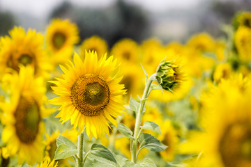 Field with sunflowers. Young sunflowers. agriculture and sunflower oil