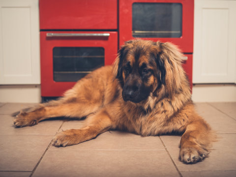 Big Leonberger dog in the kitchen