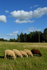 Obraz premium clouds and lamb