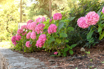Purple, pink, blue and white hydrangea bushes in a garden.