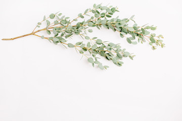 Eucalyptus on white background. Minimal flatlay, top view.