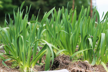 Obraz premium farm in nature outdoor