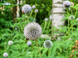 Multiple white allium flowers pollinated by bees on the meadow