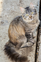 Portrait of a young cat