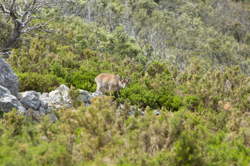 Obraz premium Cabra Montesa curiosa