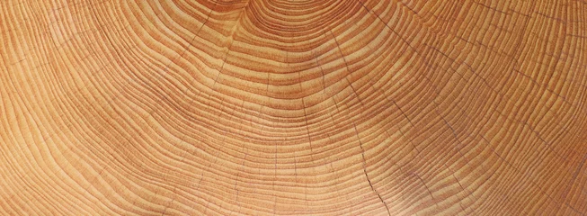 Holz - Jahresringe - Hintergrund © Jamrooferpix