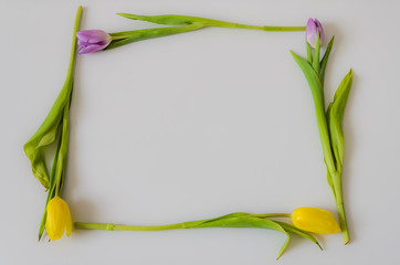 Frame for lettering of flowers of colorful tulips on a white background