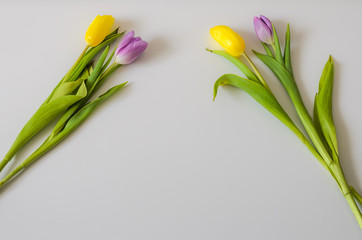 Frame for lettering of flowers of colorful tulips on a white background