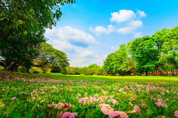  Violet flowers drop on the grass in the park and the beautiful sky.