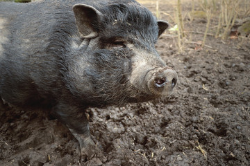 thuringian mini pig in mud