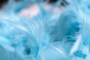 gentle air feathers of blue color, small depth of field