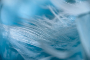 gentle air feathers of blue color, small depth of field