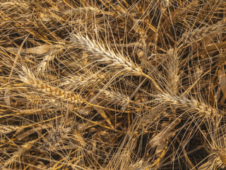Wheat field on a sunny day
