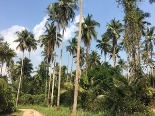 Fototapeta na wymiar Tropical palm trees along the path and blue sky. Sunny day. Koh Kood Thailand 