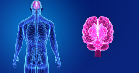 Brain zoom with Anatomy Posterior view