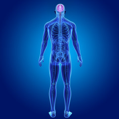 Brain with Anatomy Posterior view