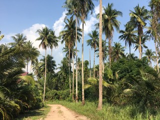 Obraz premium Tropical palm trees along the path and blue sky. Sunny day. Koh Kood Thailand 