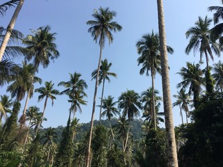 Fototapeta na wymiar Tropical palm trees and blue sky. Sunny day. Koh Kood Thailand 