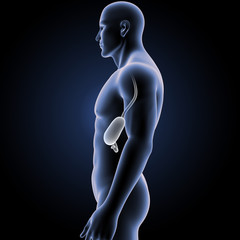 Stomach with Body Lateral view