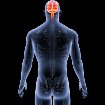 Brain with Skeleton Body Posterior view