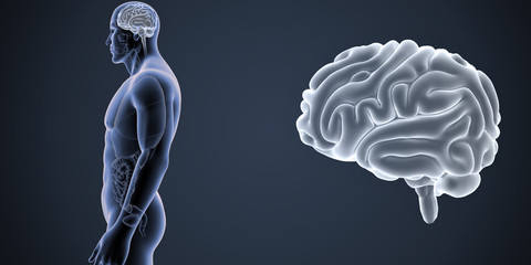 Brain zoom with Organs Lateral view