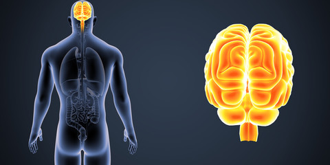 Brain zoom with Organs Posterior view
