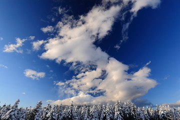 雪の森と雄大な雲