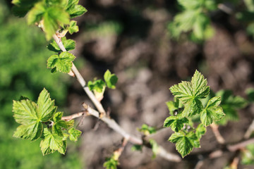 new life in spring brunch of tree