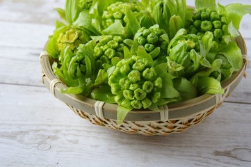 ふきのとう　春の山菜