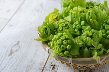 ふきのとう　春の山菜