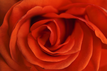 Red rose close up. Background, texture, flower, flora, nature 