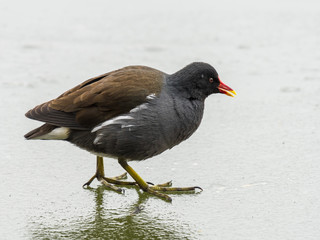 A common moorhen on a frozen lake