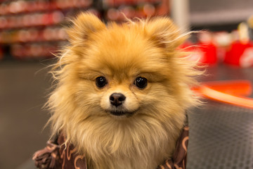 Pomeranian puppy in the store