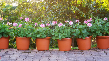 Pink Geranium flower in a garden.