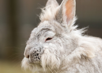 A portrait of a white dwarf rabbit