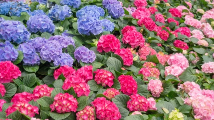 Crédence de cuisine en verre imprimé Hortensia Fleur d& 39 hortensia bleu et rose dans un jardin.