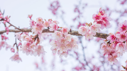 Pink cherry blossom (sakura) in a garden.