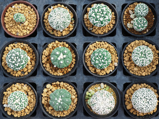 Little cactus in the small pot, plant for decoration.