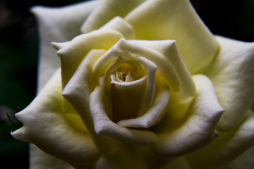 White rose in dark