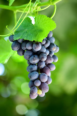 Bunches of grapes on the vineyard © Vadim