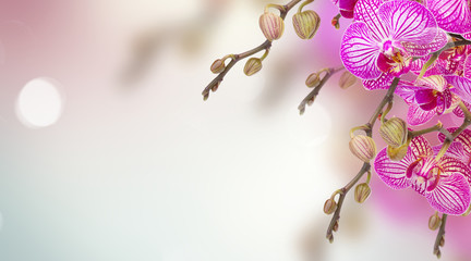 orchid flowers branch