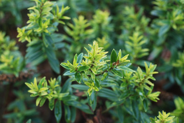 Green Leaves Bush Background Walpapper Texture with Selective Focus.