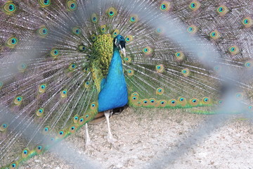 A colourful peacock seen through wire netting - obrazy, fototapety, plakaty