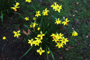 Buch of fresh Yellow Daffodils or Narcissus Flowers in the Park. garden flower.