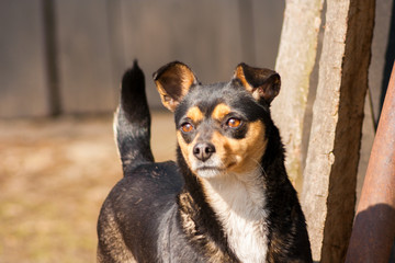 Black-brown dog standing and looking into the distance
