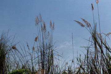beautiful plants on the sky background