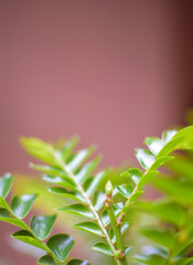 Background with Green Leaf