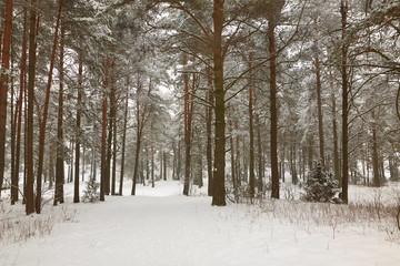 Belarus, Grodno, Molochnoe Lake. Winter pine forest by the lake.